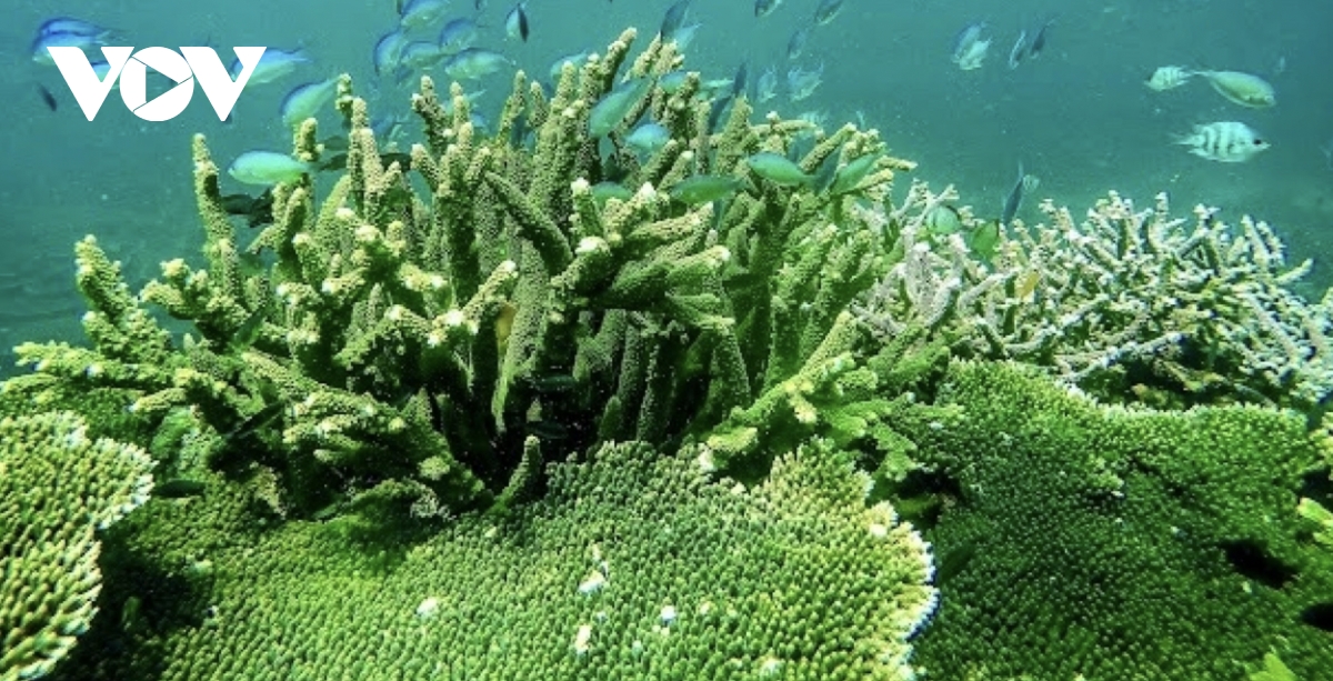 Discover the unspoiled beauty of Con Dao’s forest–sea ecosystem